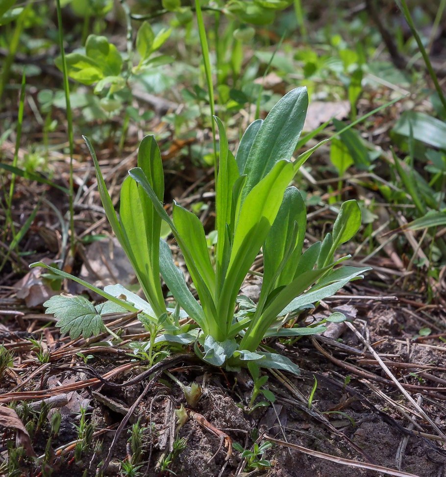 Ядовитый борщевик Сосновского