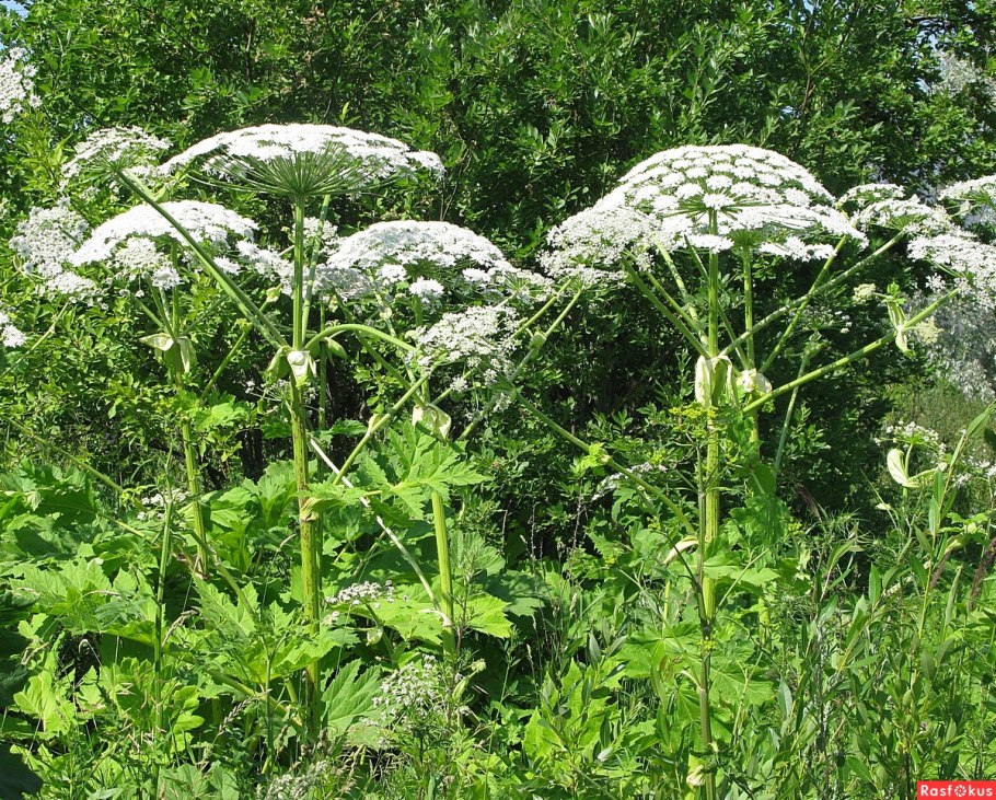 Борщевика сосновского