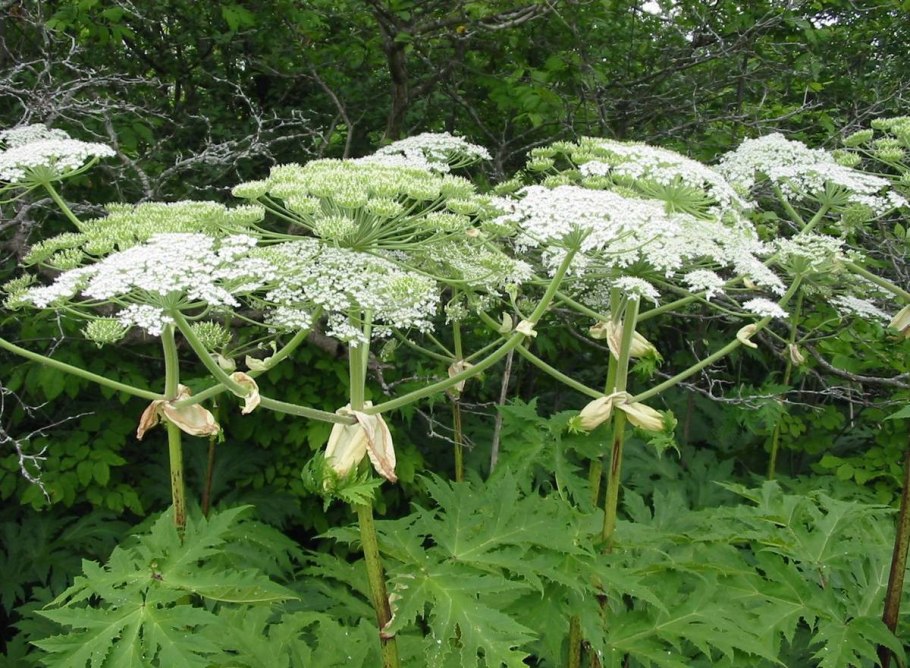 Вех ядовитый Cicuta virosa l.