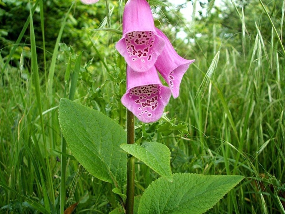 Опасный сорняк борщевик