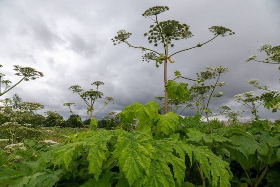 Ядовитое растение вдоль дорог
