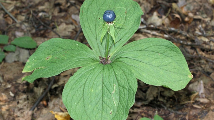 Курай, дягиль, борщевик