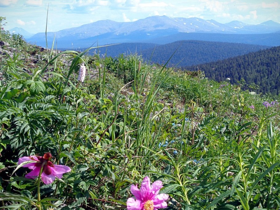 Растение Кузбасский Луговой