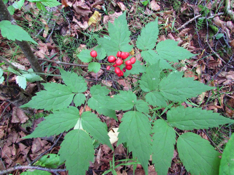 Белена чёрная