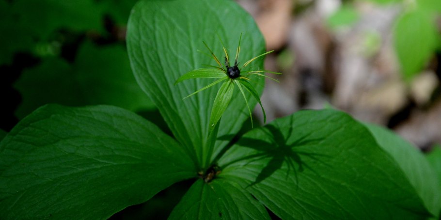 Вороний глаз ядовитое растение