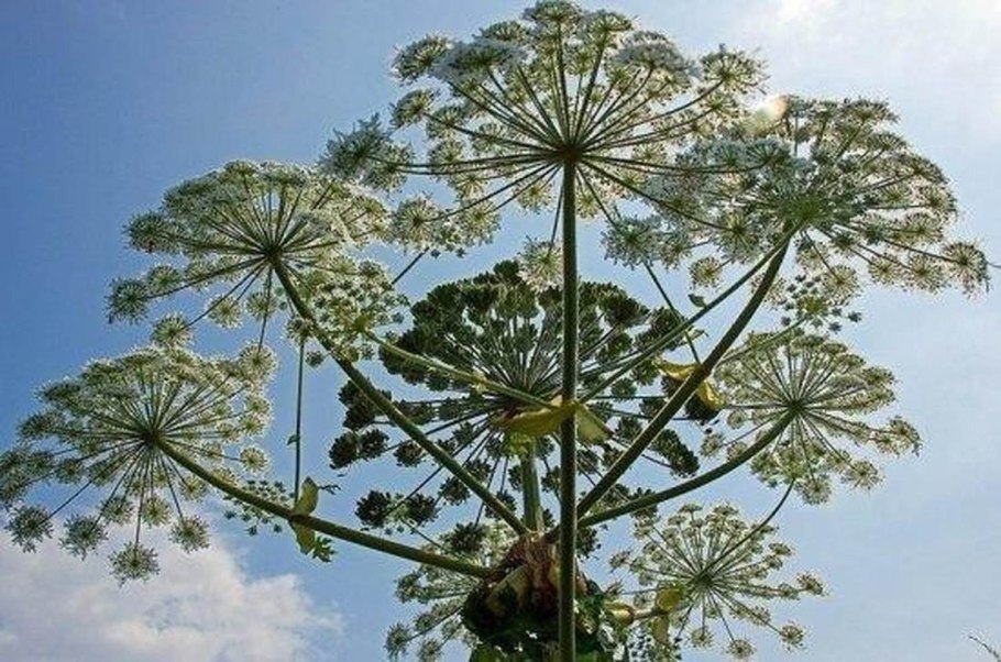 Борщевик Сосновского ботаника