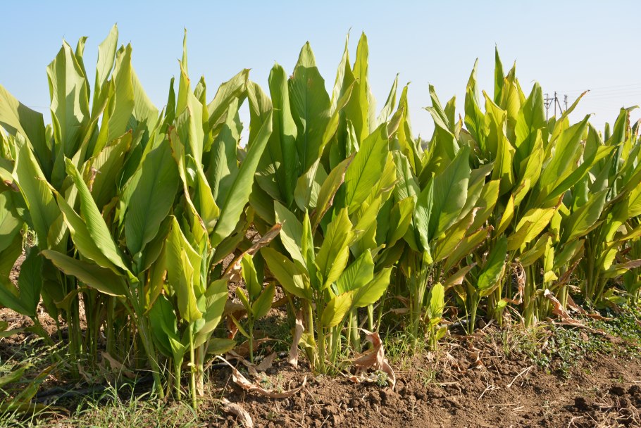 Куркума растение