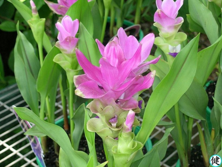 Куркума цедоария