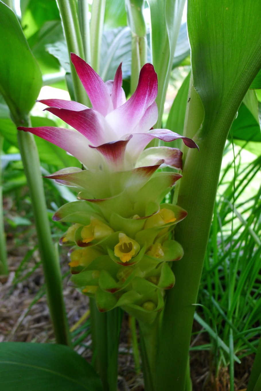 Куркума длинная curcuma longa