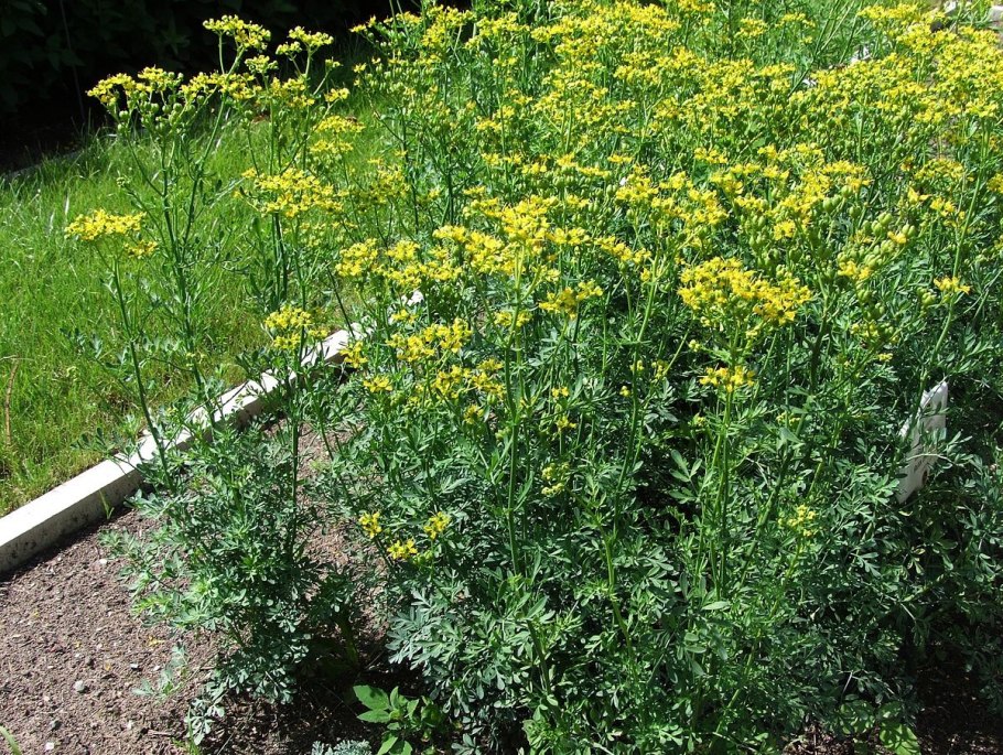 Рута пахучая