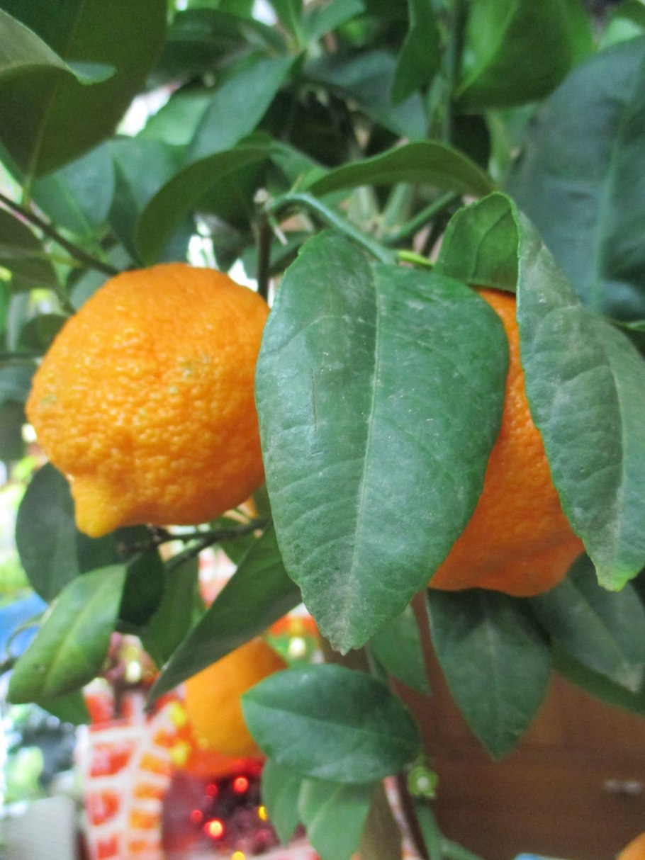 Цитрофортунелла каламондин