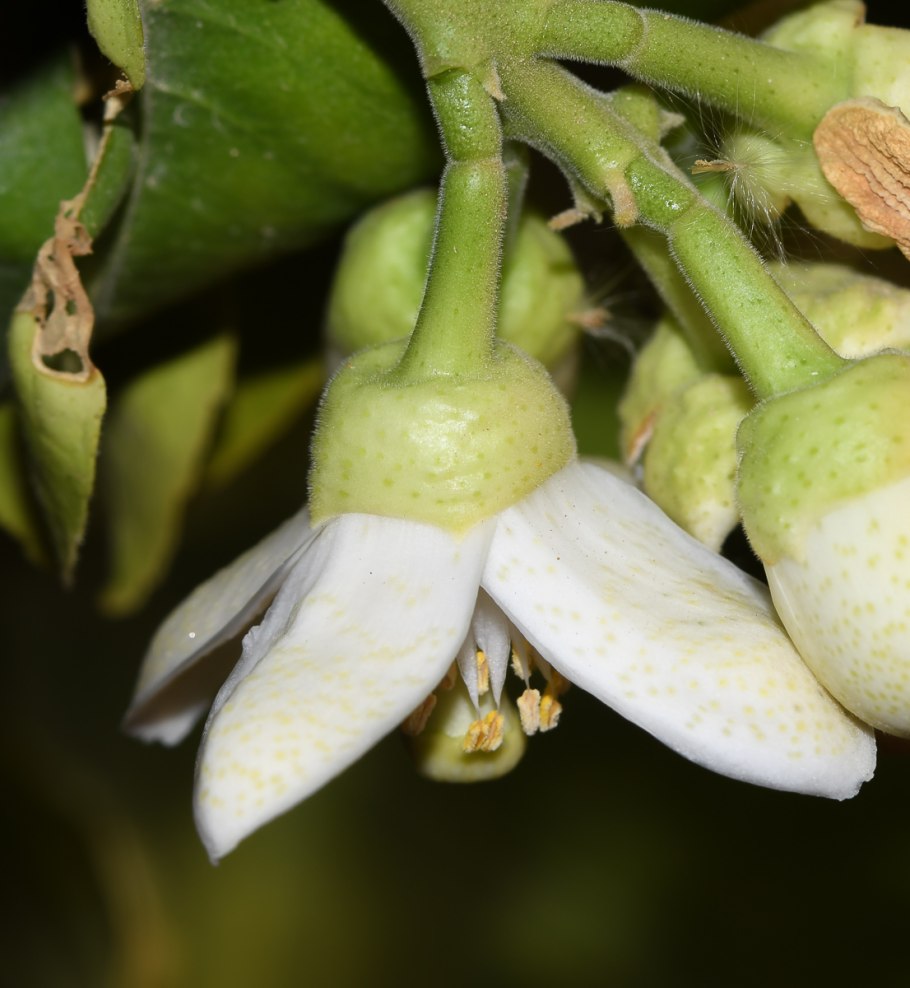 Мурайя плоды