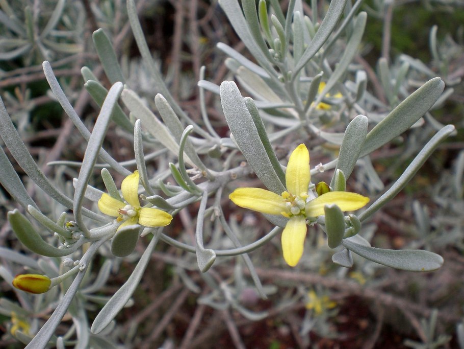 Рута пахучая (рута душистая