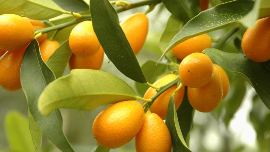 Кинкан кумкват