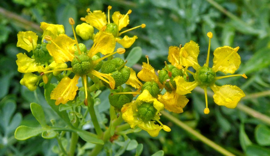 Рутовых (borosmia, Agathosma)