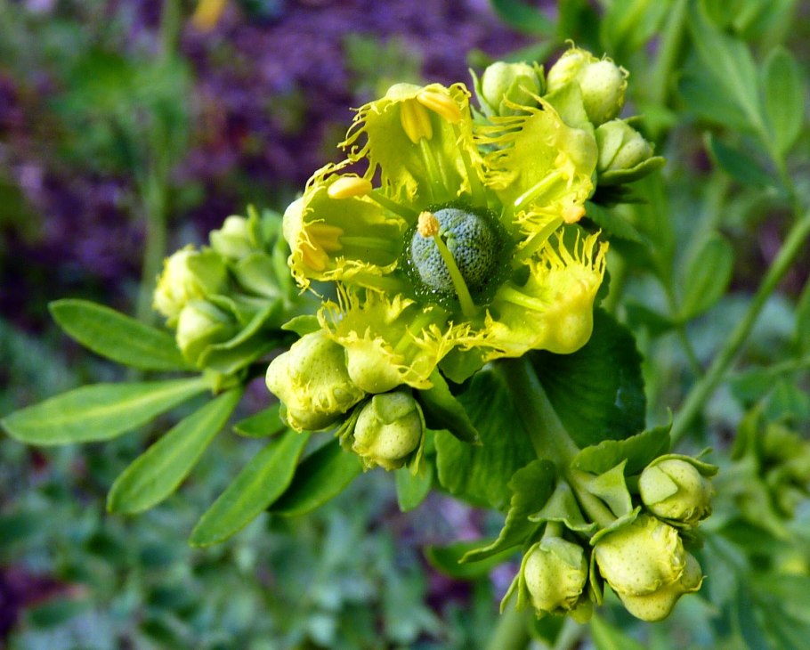 Семейство Рутовые
