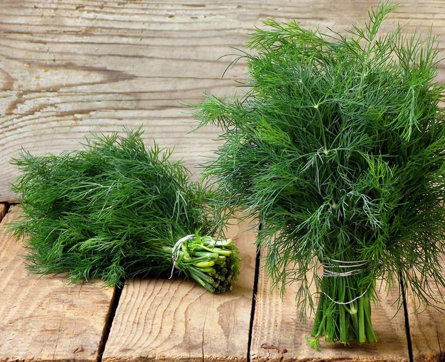 Укроп Кудесник