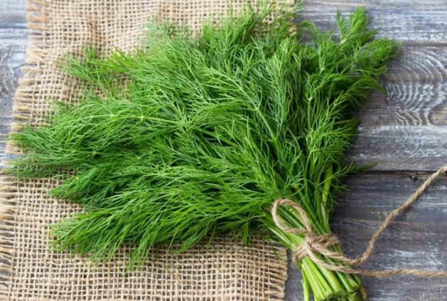 Укроп Бизон