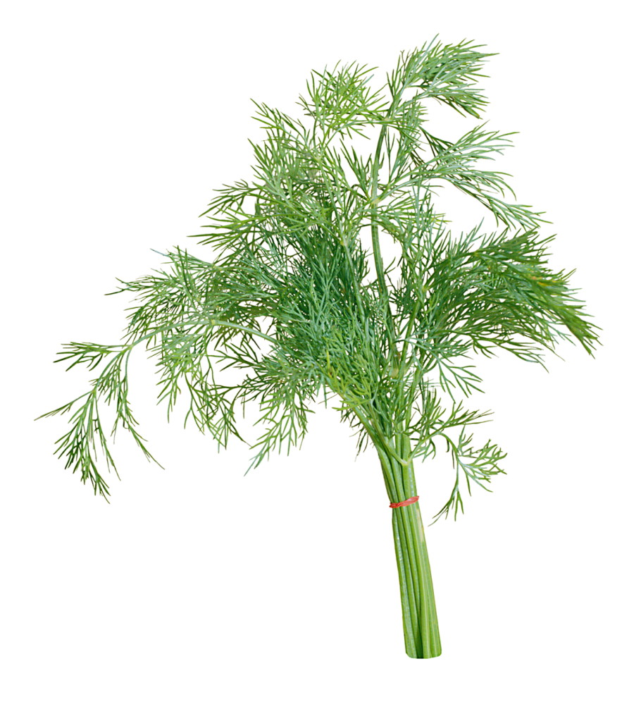 Зелень укроп