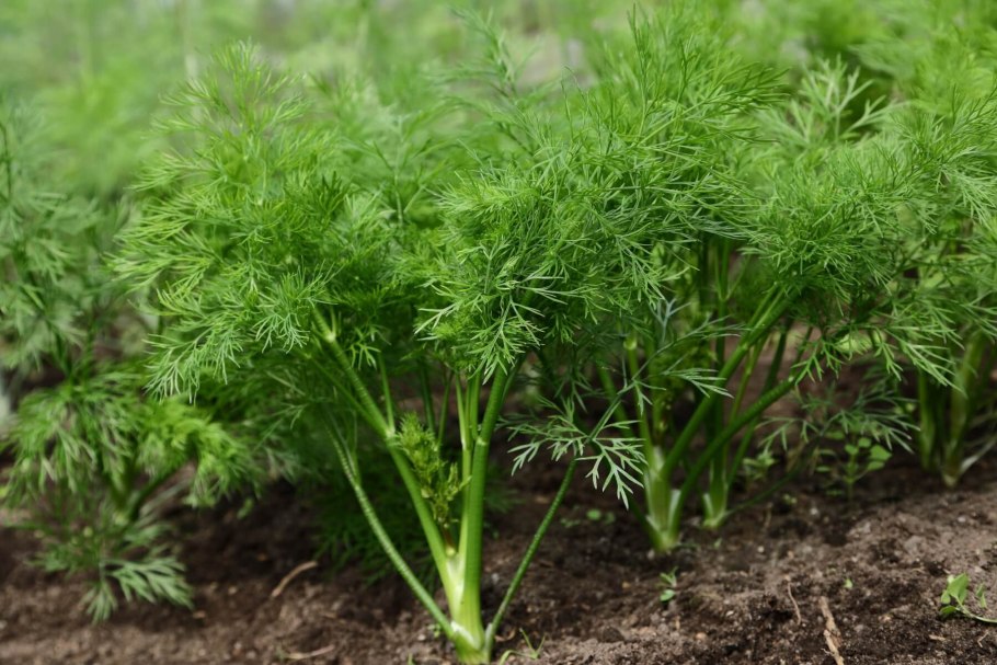 Семена укроп Сосновый Бор
