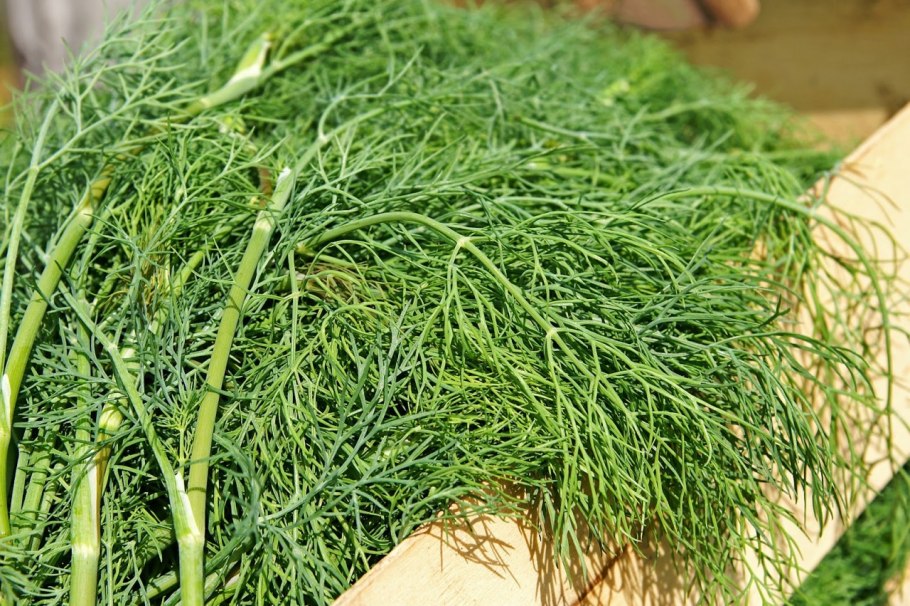 Укроп Оливер