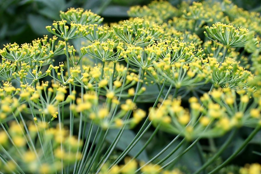 Фенхель обыкновенный куст