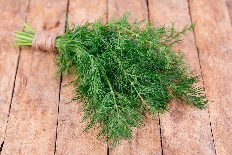 Фенхель пучок