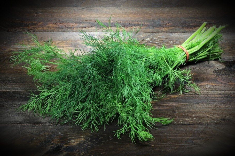 Фенхель зелень