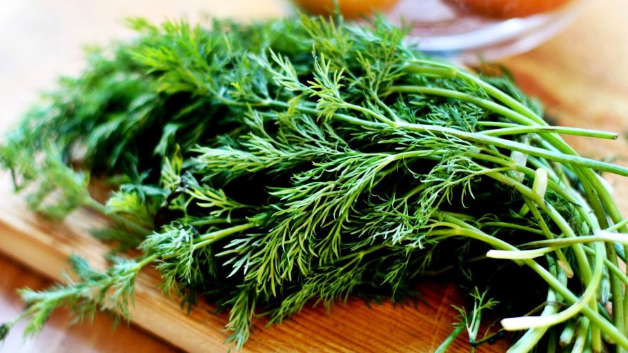 Локарно укроп