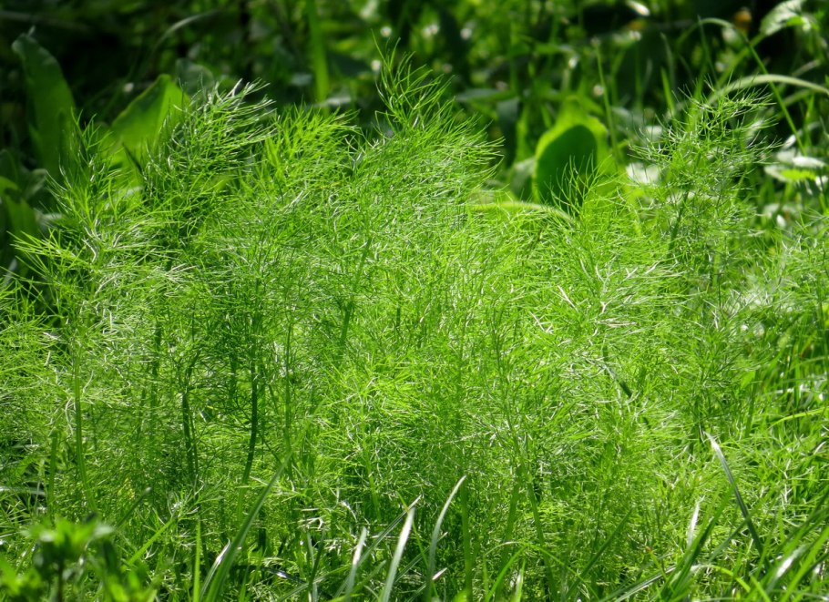 Цветок укропа огородного
