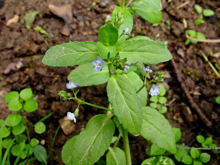 Вероника узколистная Veronica Teucrium