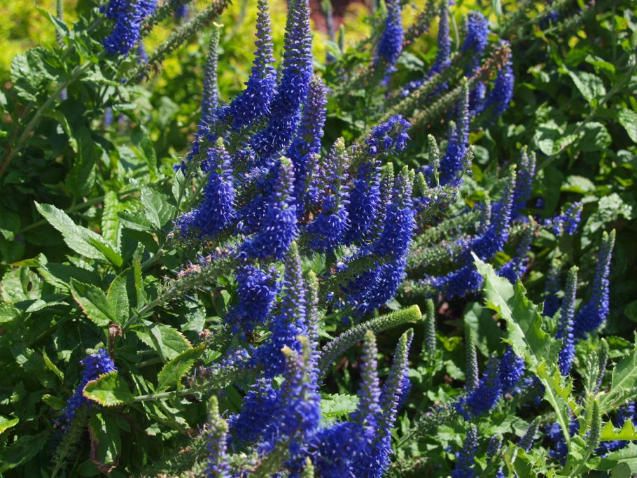 Вероника longifolia Blue