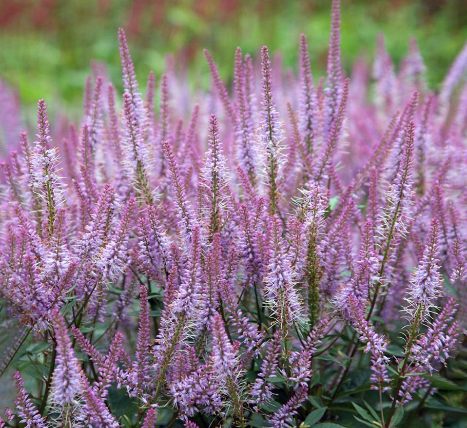 Вероника простертая Нестор