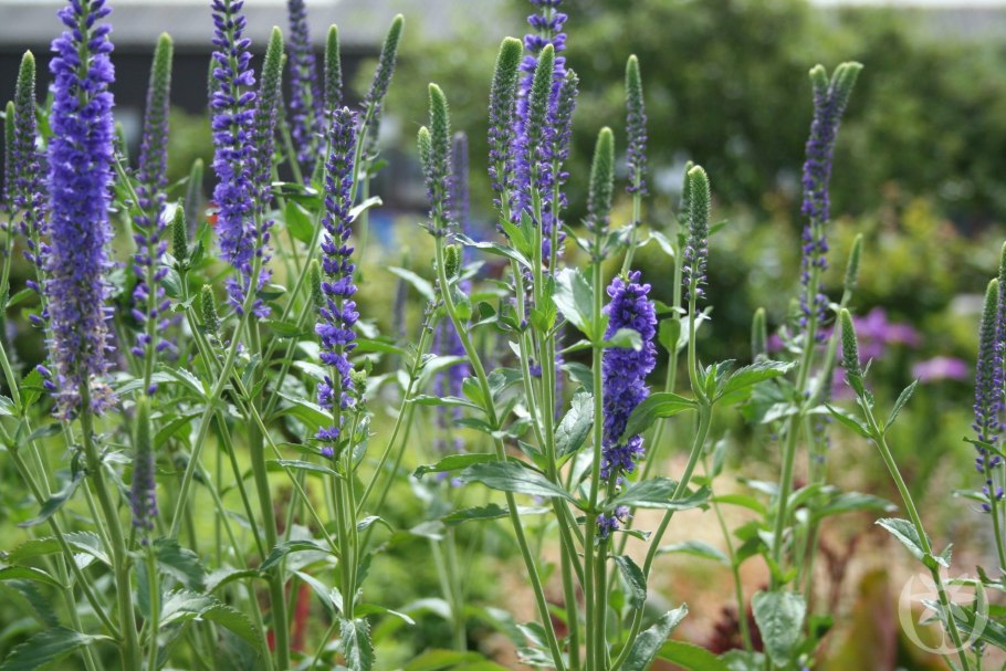 Вероникаструм виргинский Альба