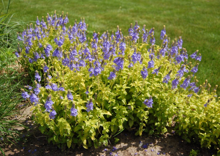 Veronica prostrata aztec gold