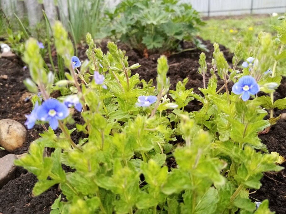 Вероника Австрийская 'Knallblau'