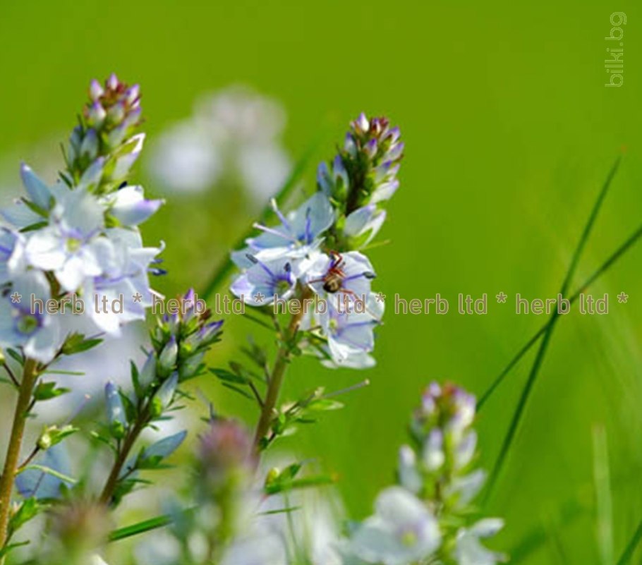 Вероника тусклая Veronica opaca