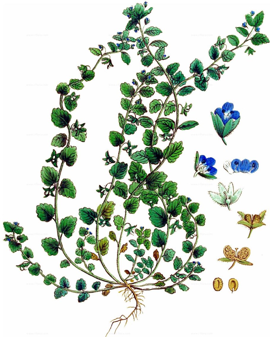 Фото Вероники человека