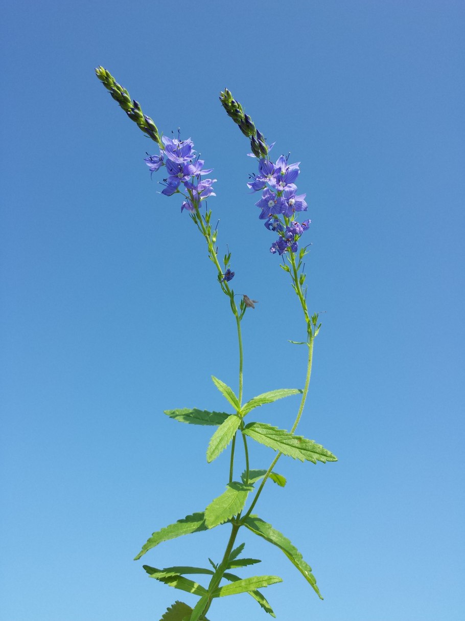 Вероника Полевая