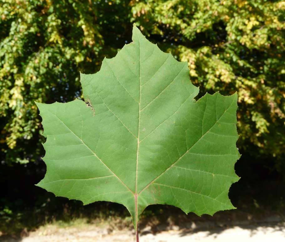 Платан Восточный листья