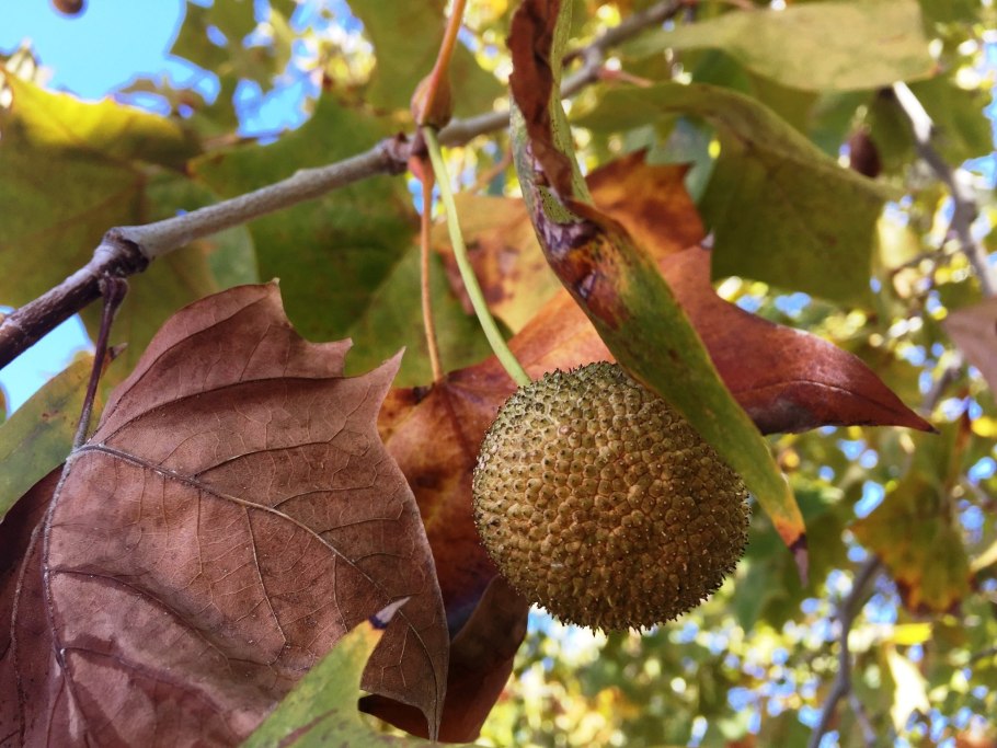 Платан Восточный (Platanus orientalis)