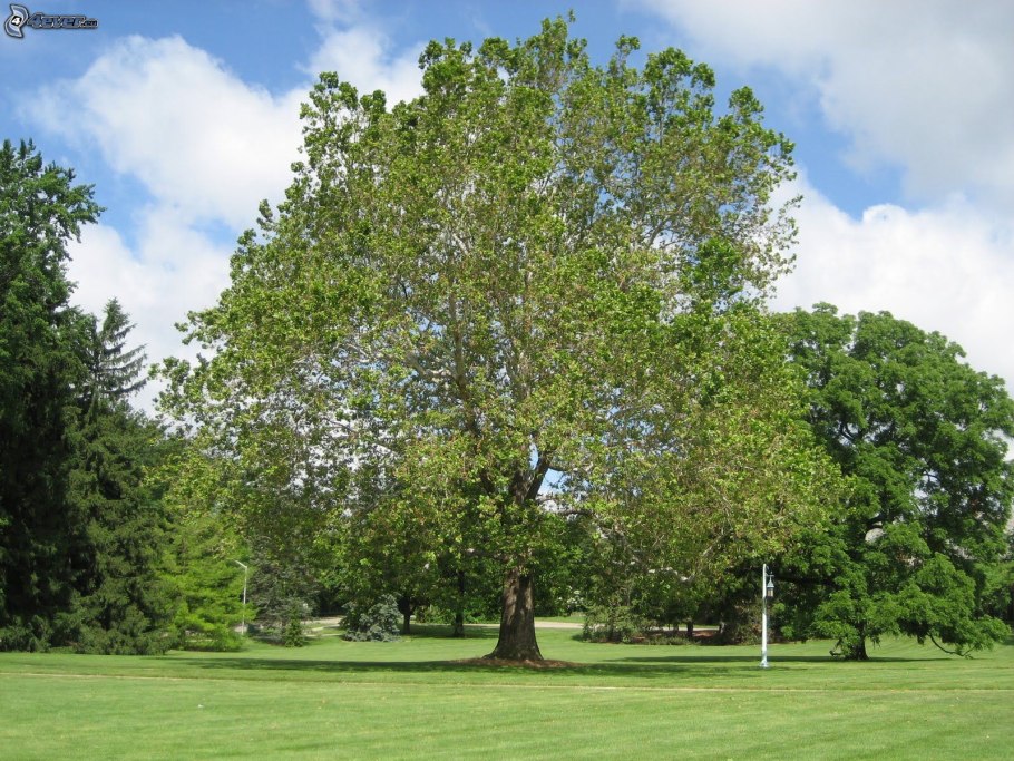 Платан Западный дерево