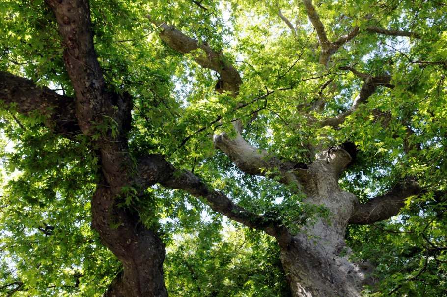 Platanus orientalis дерево