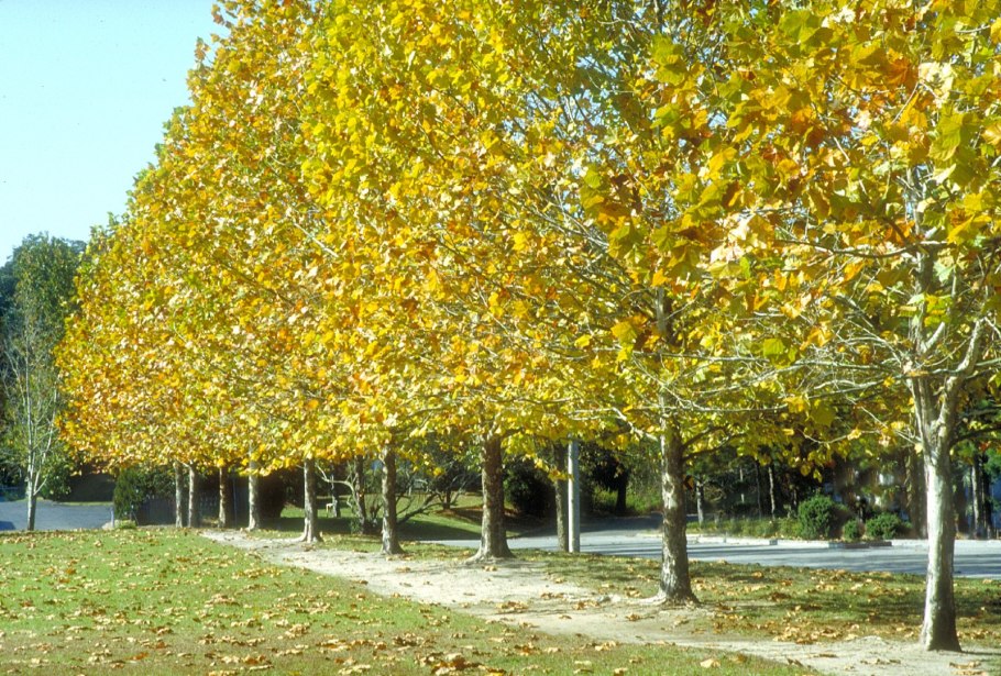 Платон дерево Терновка