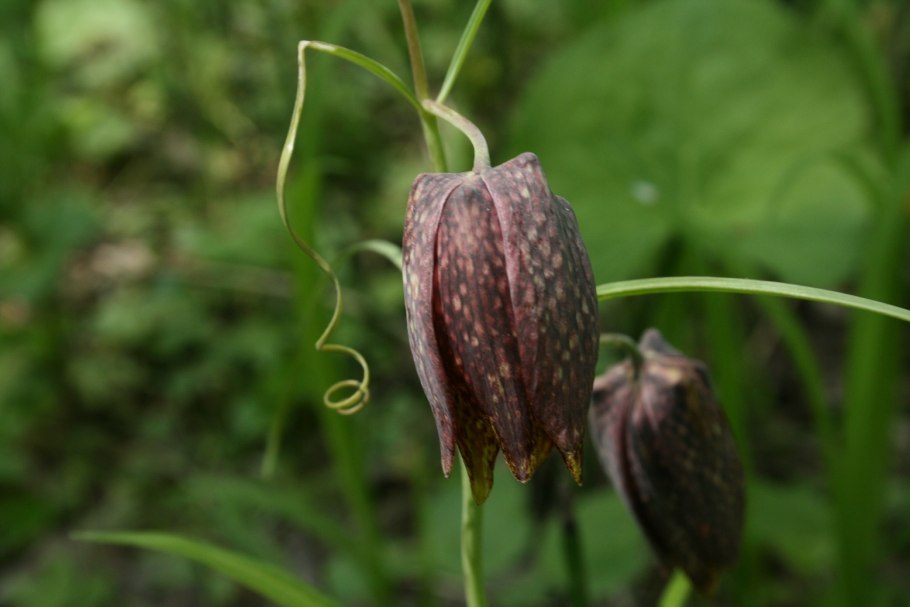 Рябчик Уссурийский ussuriensis Уссурийский