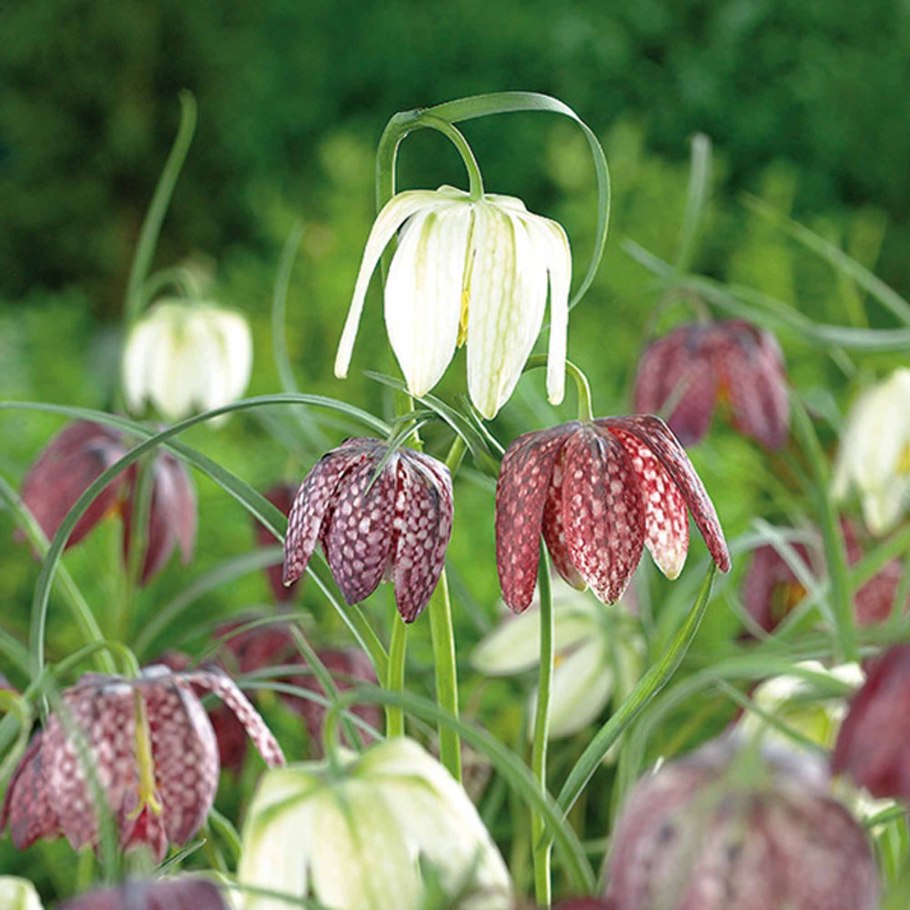 Рябчик русский Fritillaria ruthenica