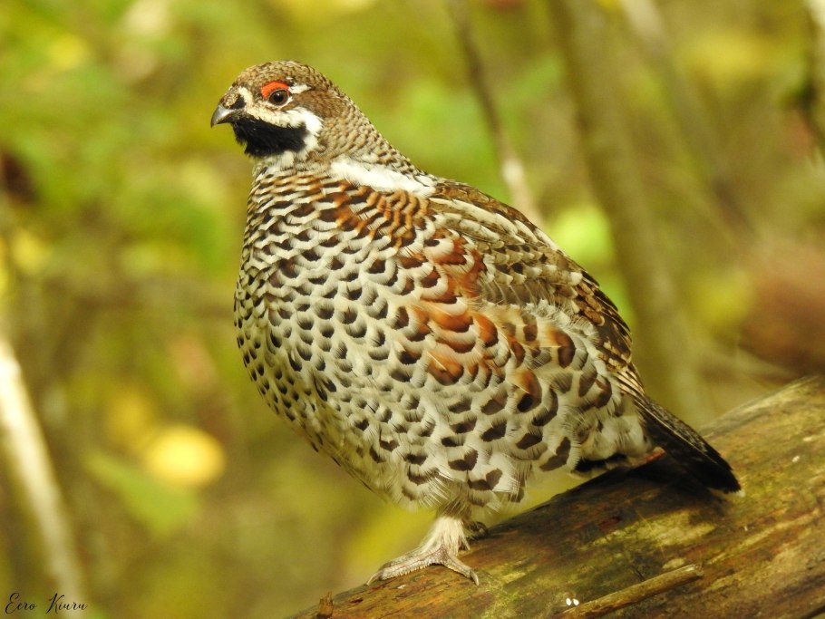 Бастак рябчик