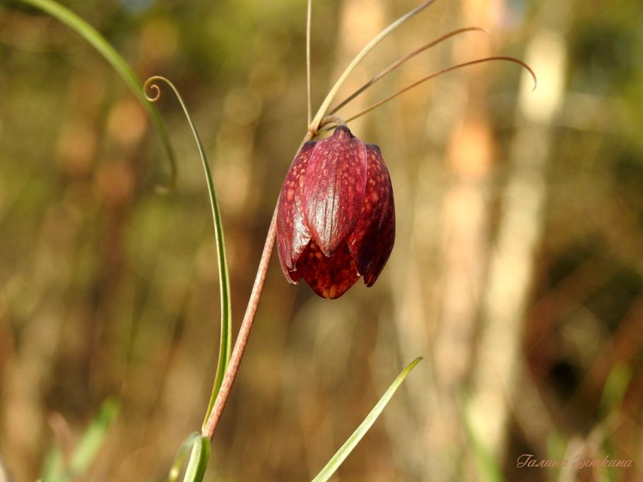 Рябчик шахматовидный