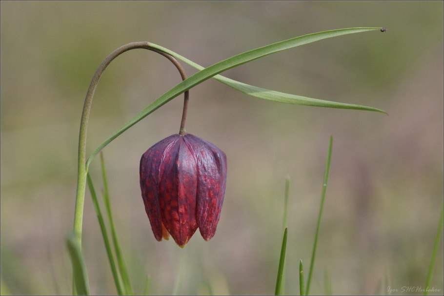 Макросъемка растений