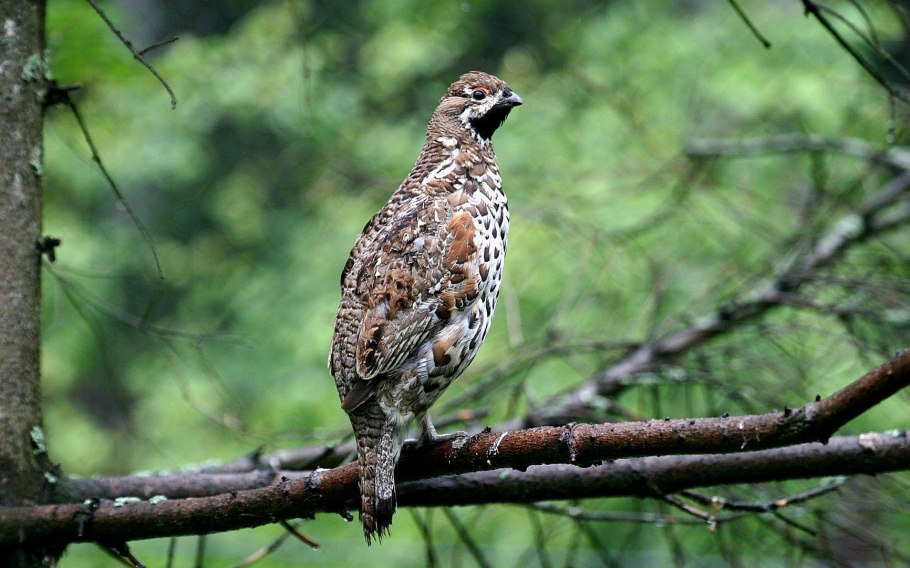 Рябчик дикуша